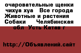 очаровательные щенки чихуа-хуа - Все города Животные и растения » Собаки   . Челябинская обл.,Усть-Катав г.